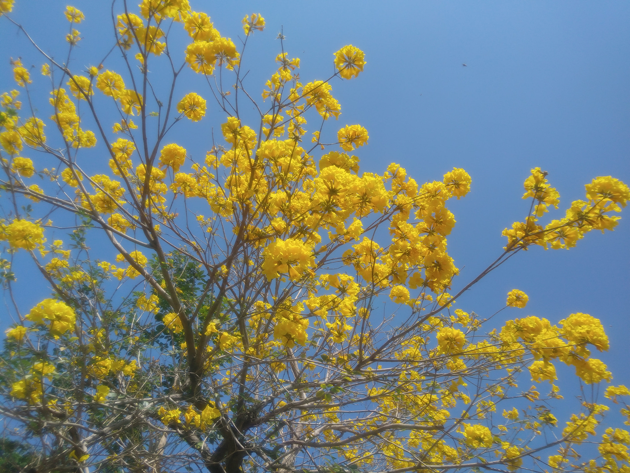 LG K535 sample photo. Yellow photography