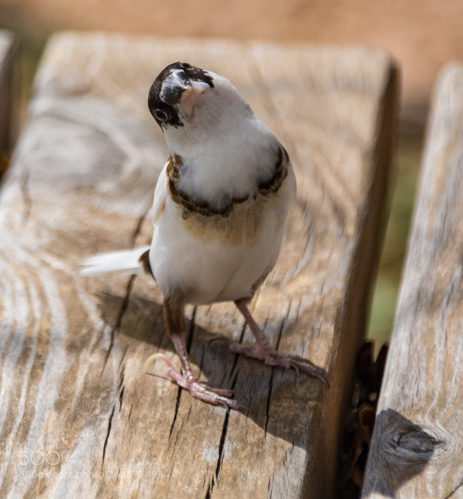 Nikon D7100 sample photo. Unusual guest - what? photography