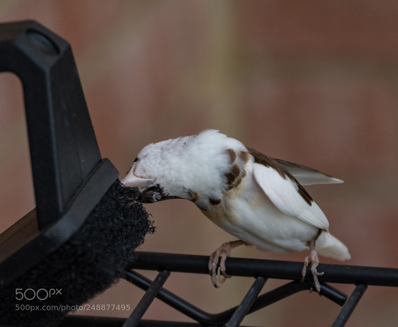 Nikon D7100 sample photo. Unusual guest - need photography