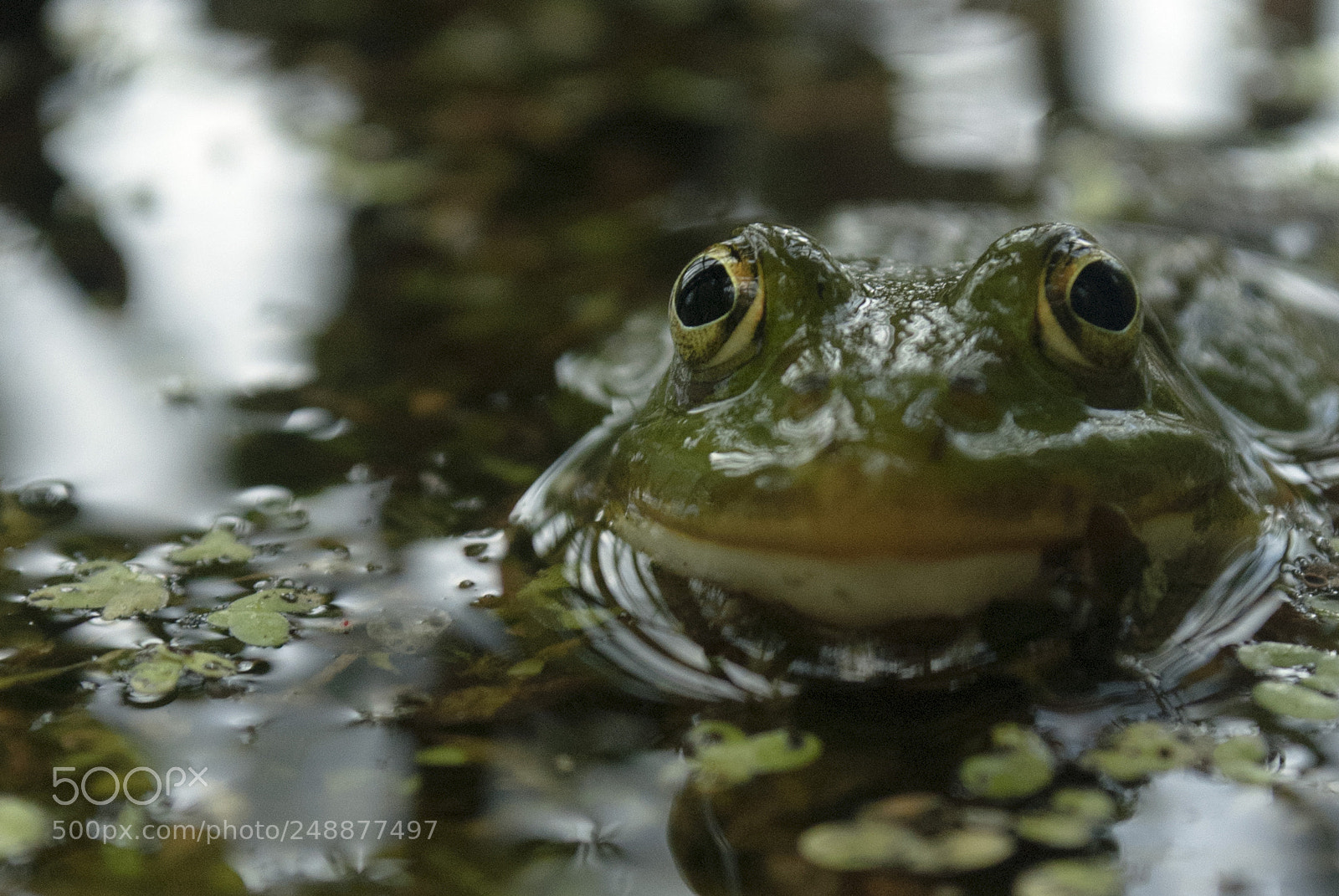 Nikon D60 sample photo. Frog photography