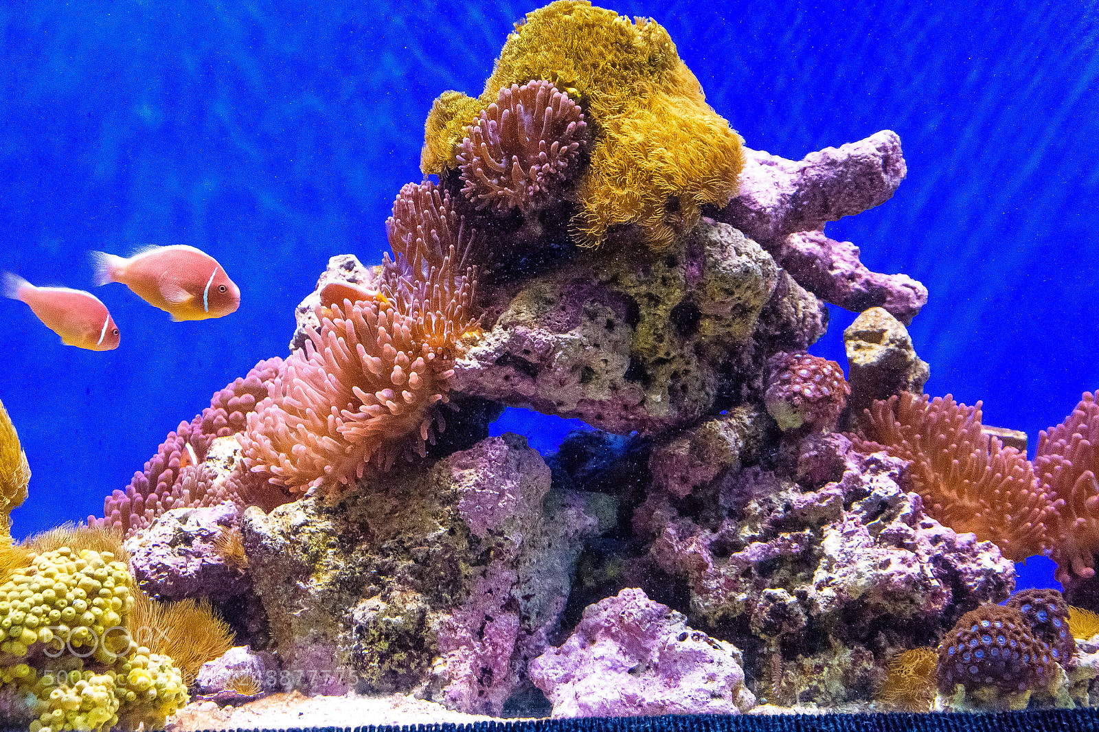 Nikon D810 sample photo. Fish & reef !! photography