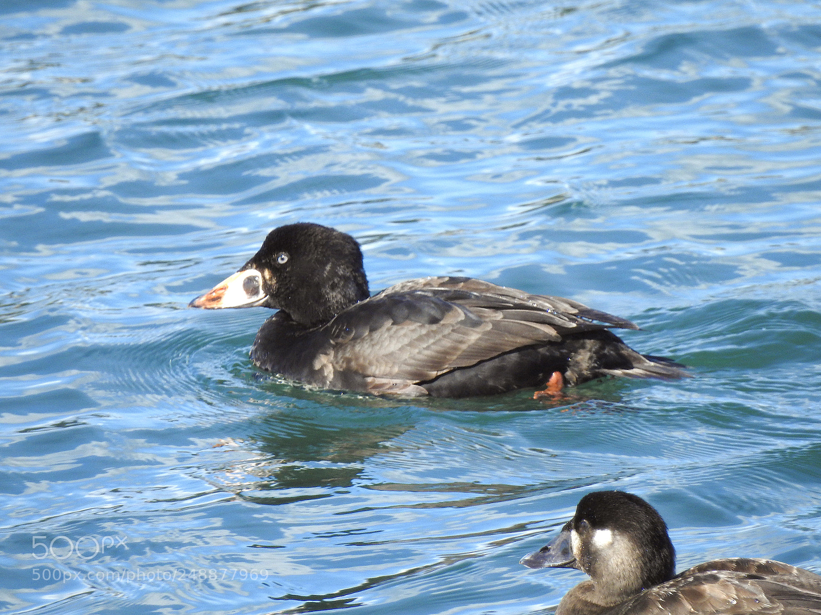 Nikon Coolpix P900 sample photo. Surf scoter photography