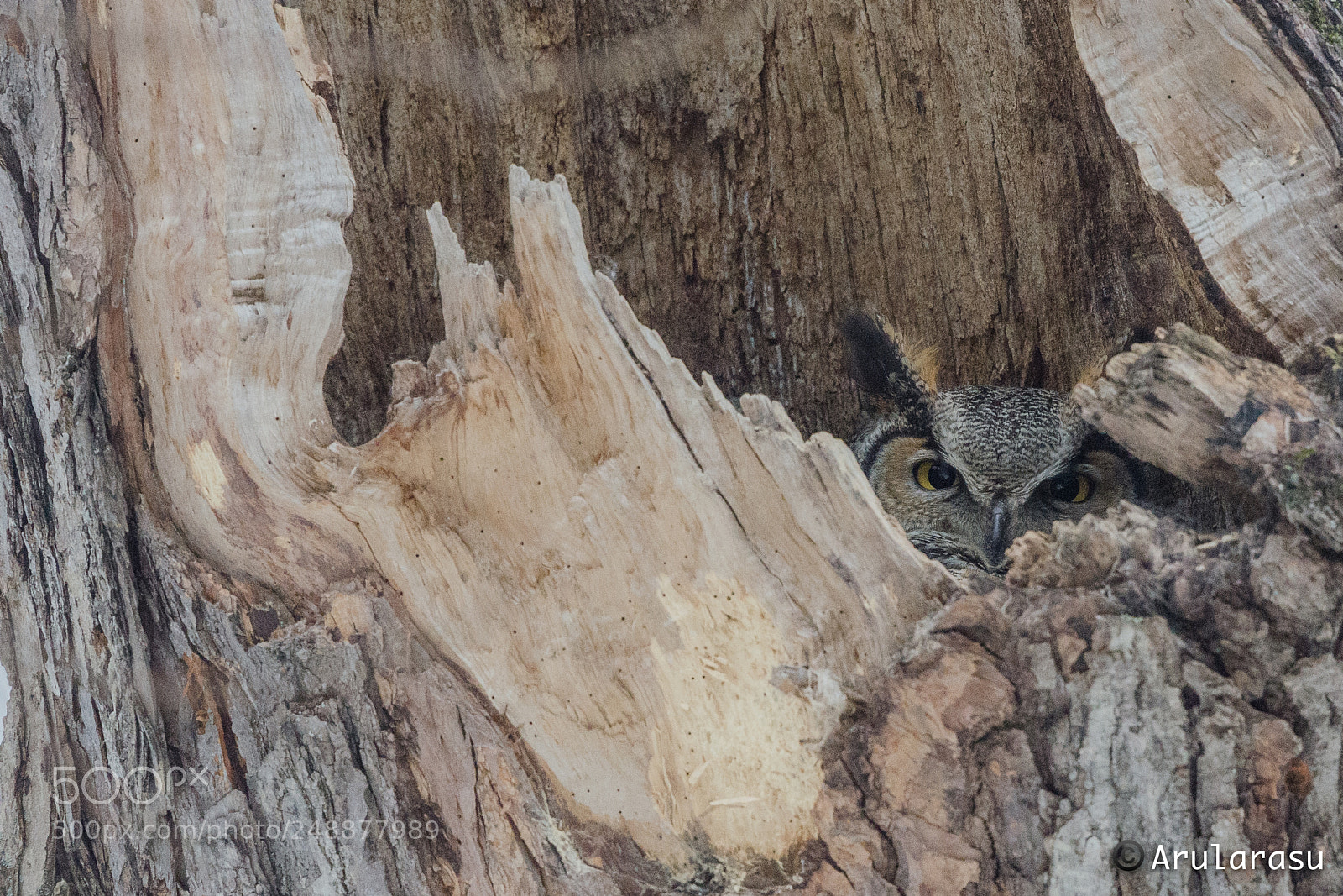 Nikon D7000 sample photo. Great horned owl peeking photography