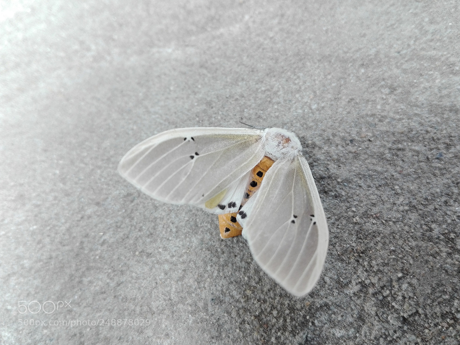 HUAWEI Y6II sample photo. Mini butterfly photography
