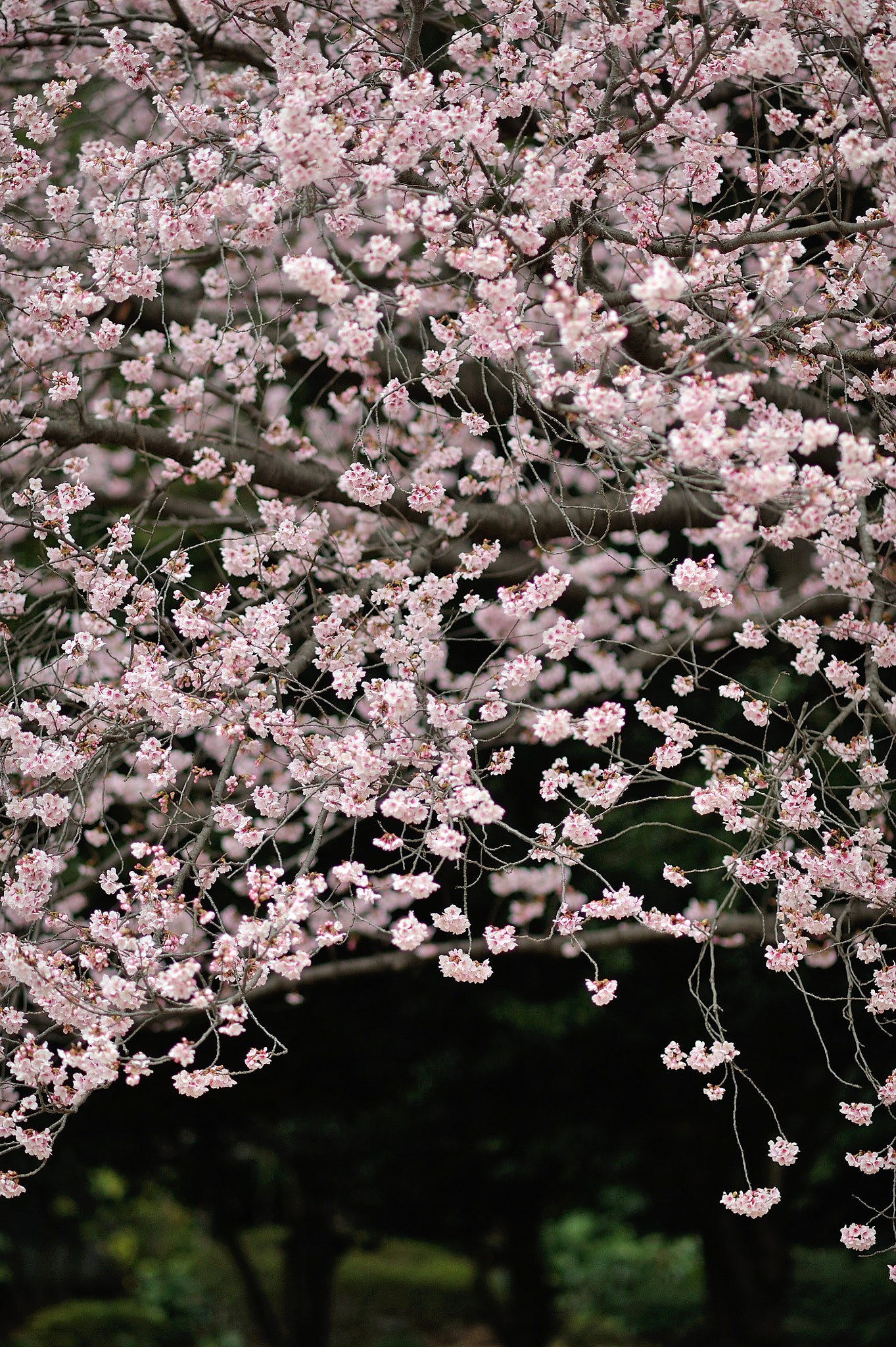 AF DC-Nikkor 135mm f/2D sample photo. Spring for tokyoites photography