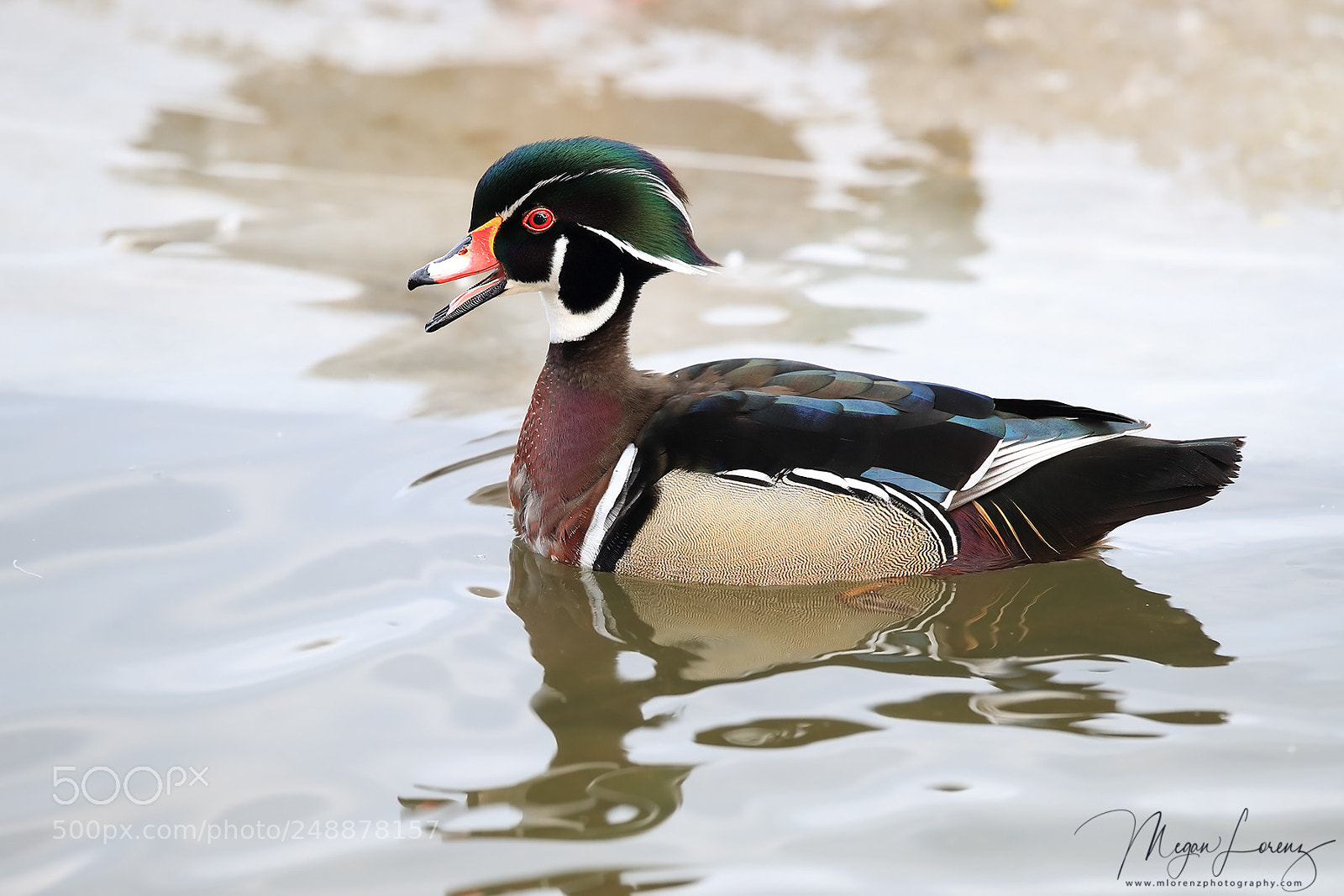 Canon EOS-1D X Mark II sample photo. What a quack photography