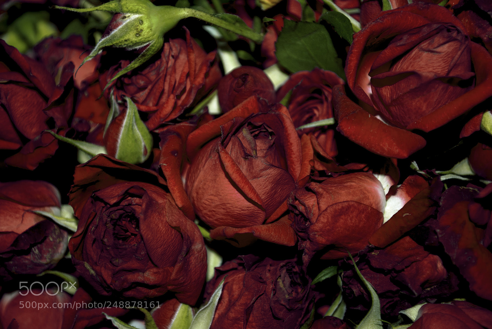 Nikon D60 sample photo. Roses photography