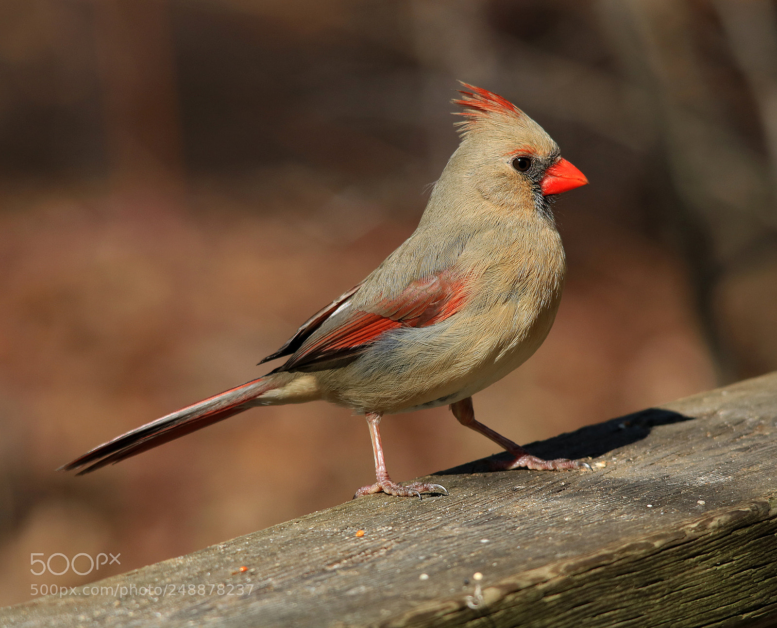 Canon EOS 750D (EOS Rebel T6i / EOS Kiss X8i) sample photo. Female cardinal photography
