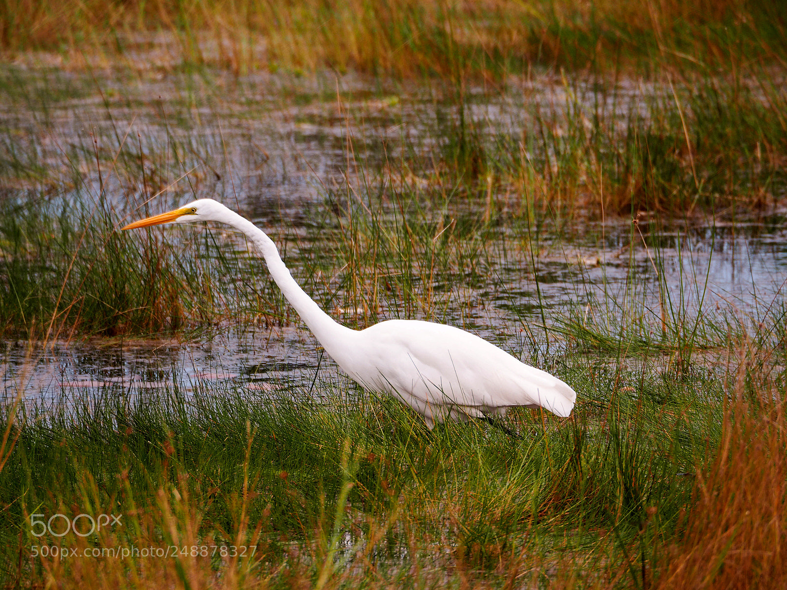 Olympus OM-D E-M5 II sample photo. Great egret at buttonbush photography