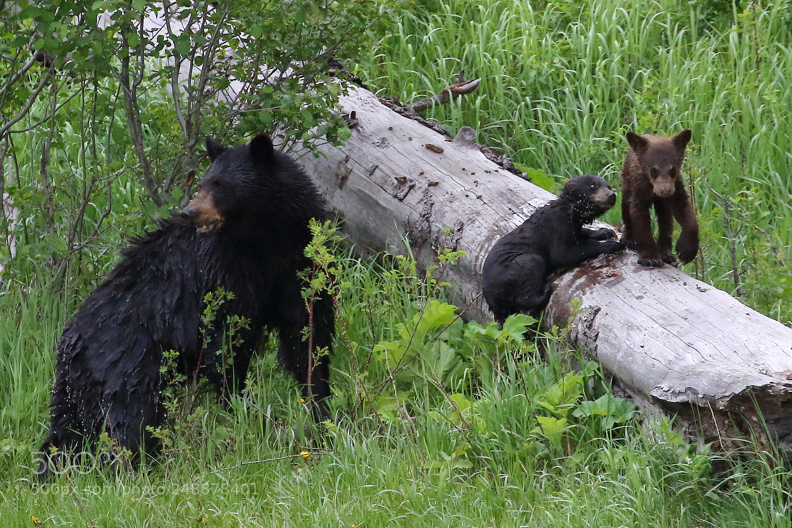 Canon EOS 7D Mark II sample photo. Yellowstone photography
