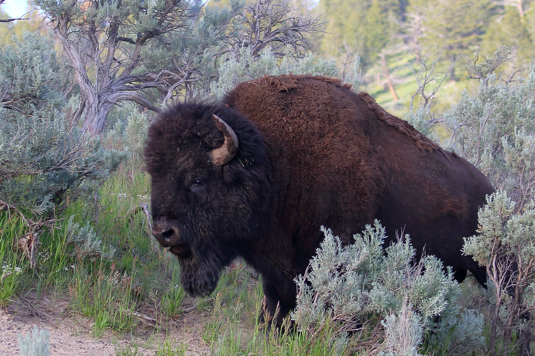 Canon EOS 7D Mark II sample photo. Yellowstone photography