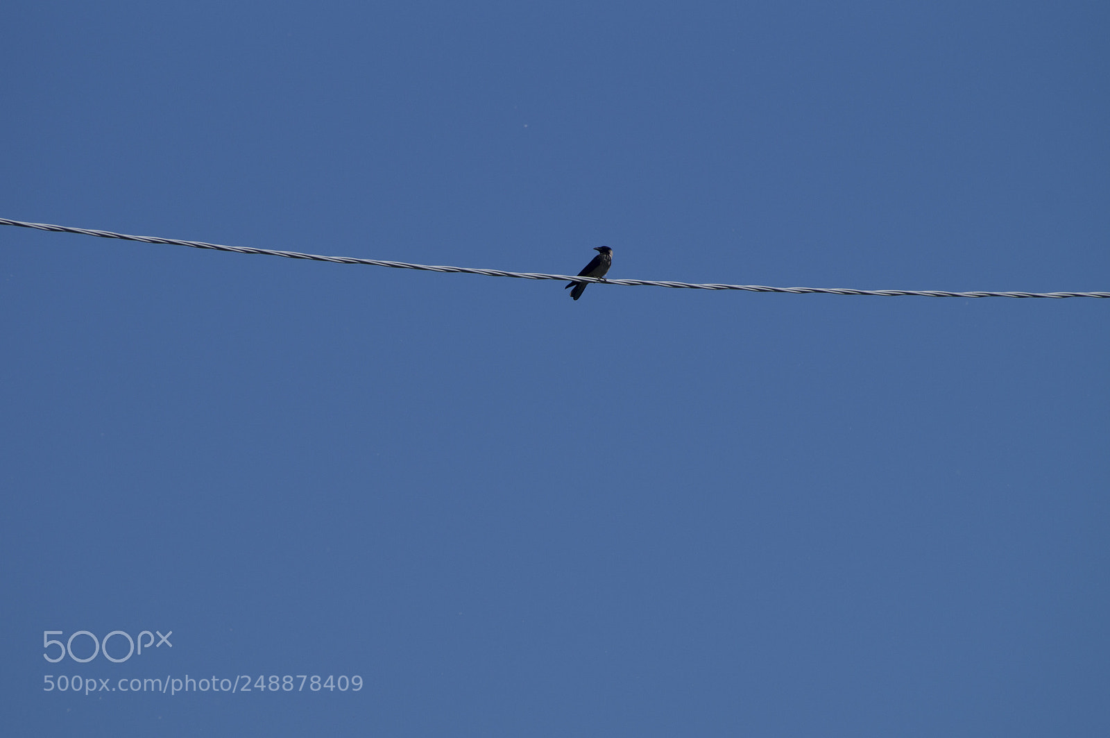 Sony SLT-A57 sample photo. Bird photography