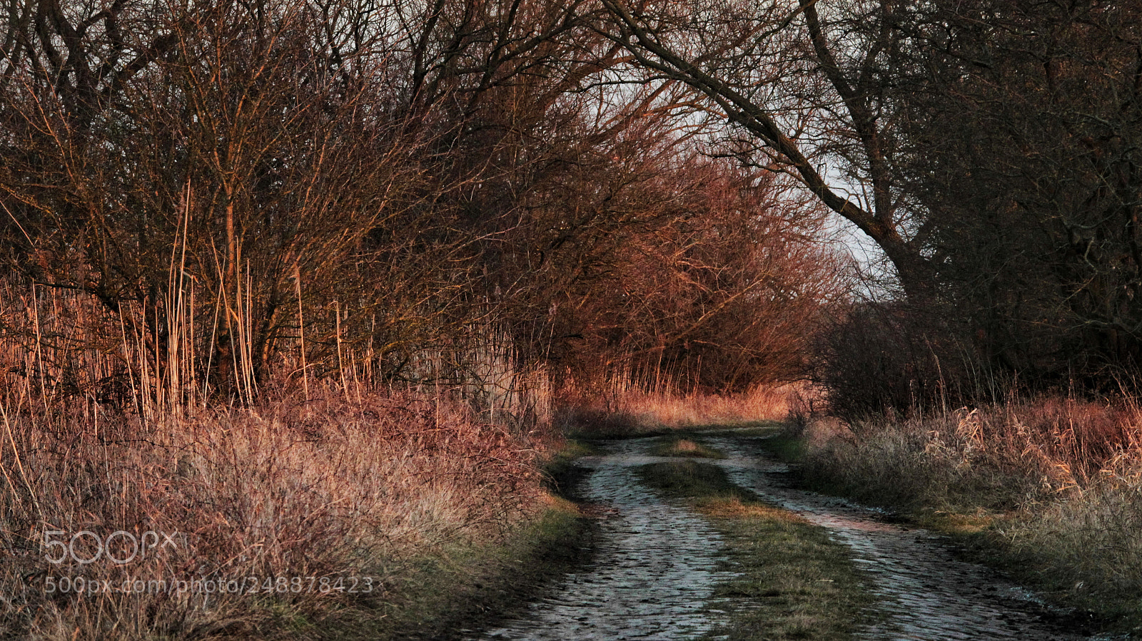 Canon EOS-1D Mark IV sample photo. Untitled photography