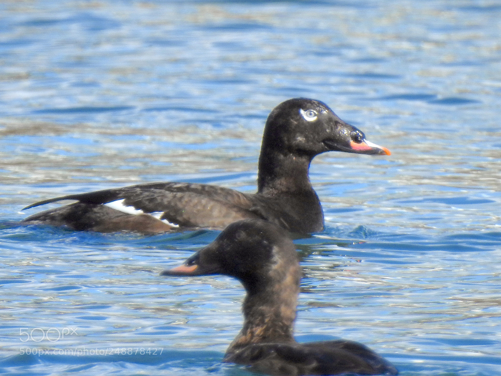 Nikon Coolpix P900 sample photo. White-winged scoter photography