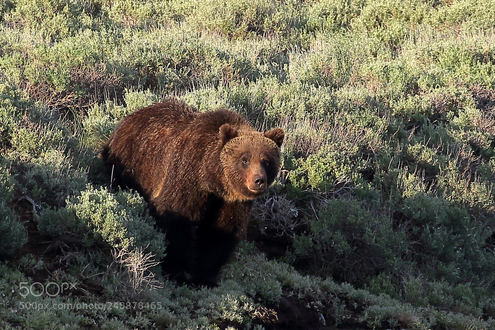 Canon EOS 7D Mark II sample photo. Yellowstone photography