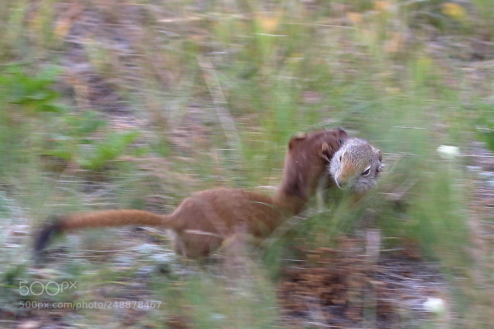 Canon EOS 7D Mark II sample photo. Yellowstone photography