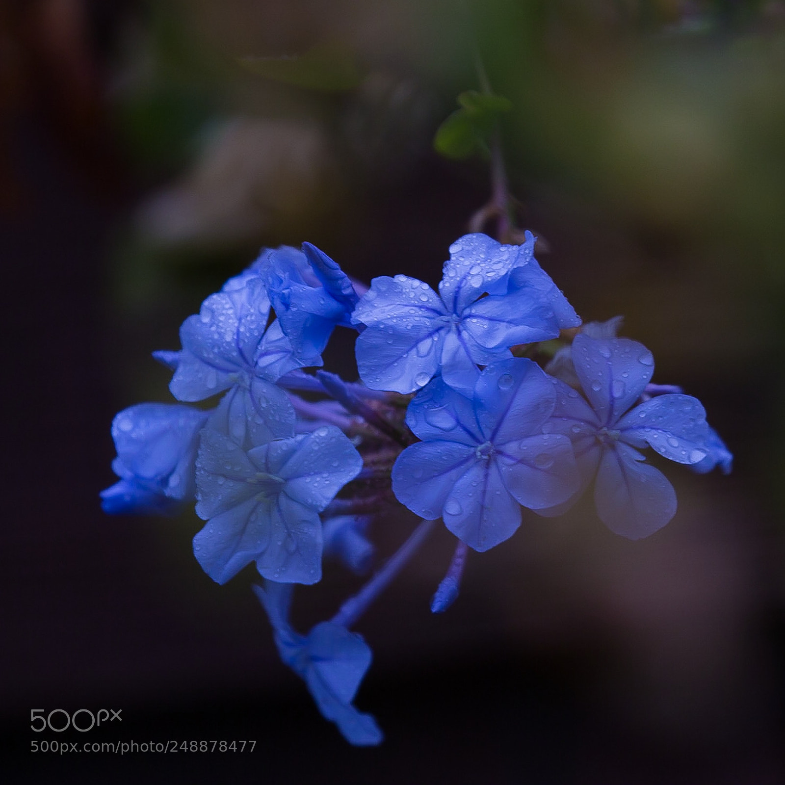 Canon EOS-1D X sample photo. Blue photography