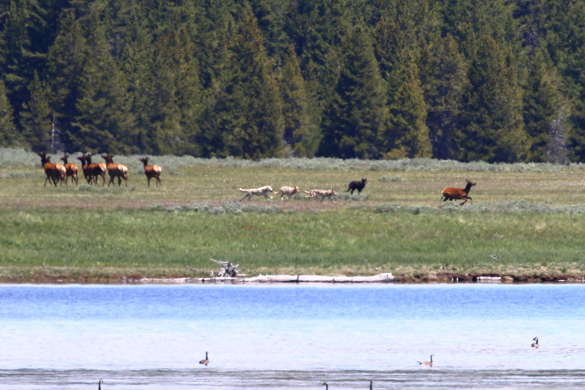 Canon EOS 7D Mark II sample photo. Wolves hunting elk- yellowstone photography