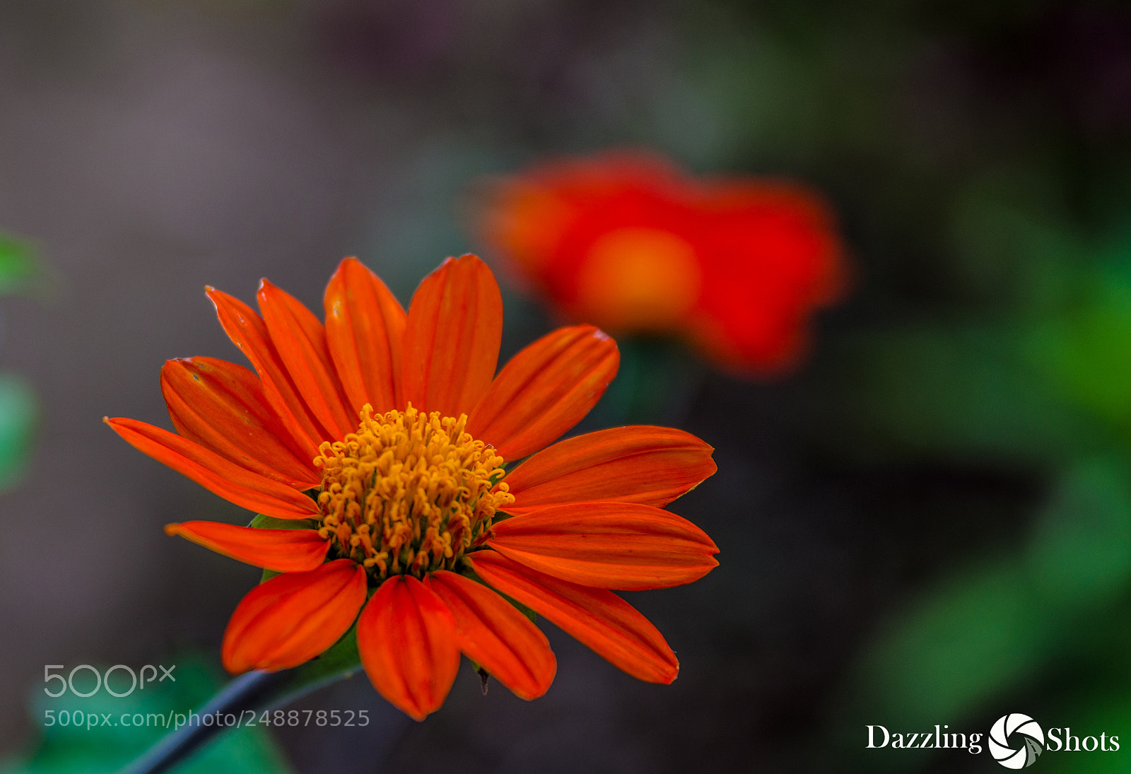 Nikon D7000 sample photo. Beauty photography