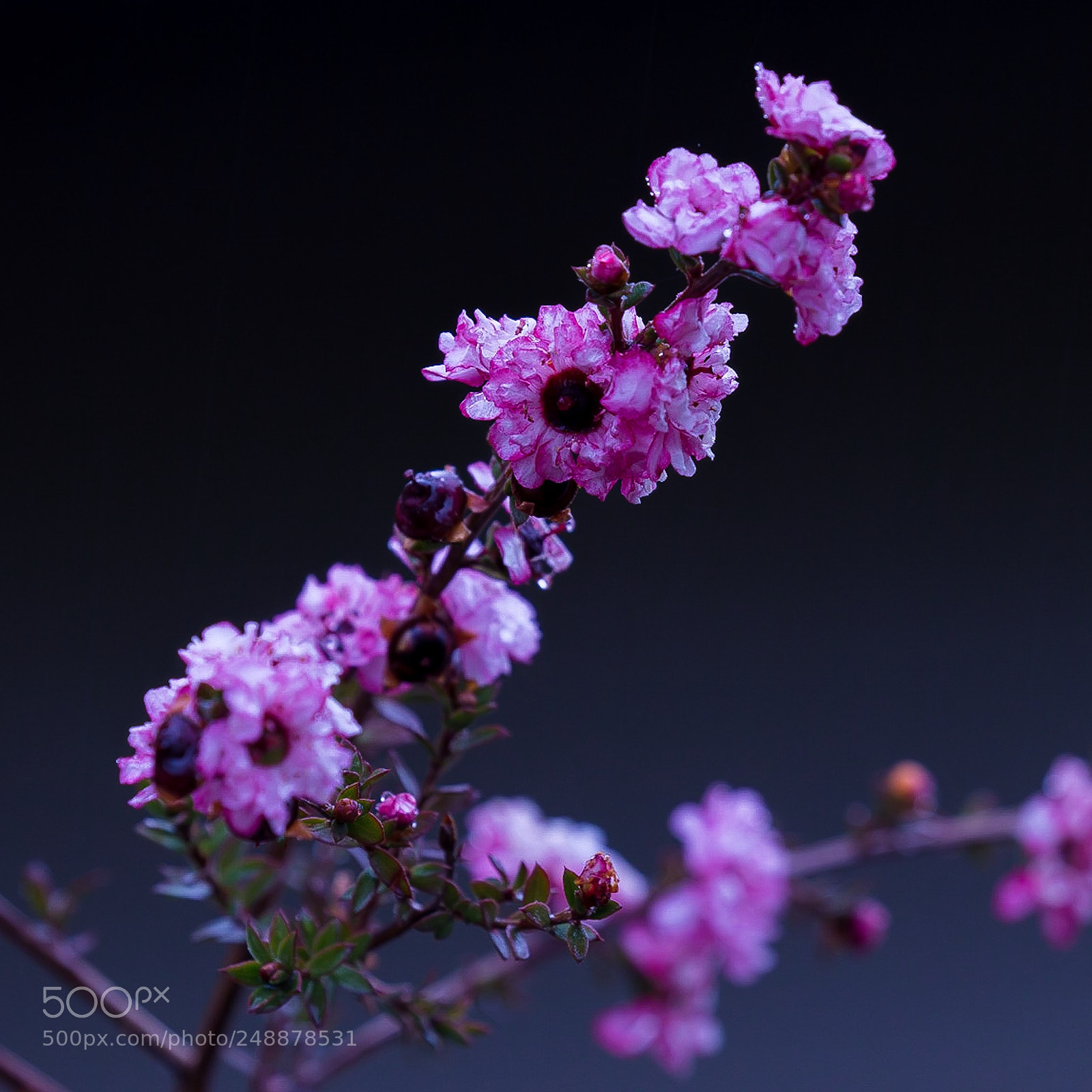 Canon EOS-1D X sample photo. Spring rain photography