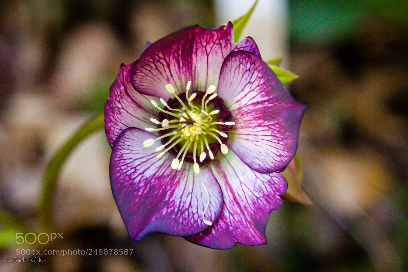Canon EOS 600D (Rebel EOS T3i / EOS Kiss X5) sample photo. Lenten rose photography