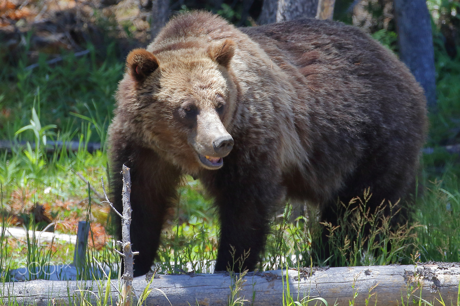 Canon EOS 7D Mark II sample photo. Brown bear- yellowstone photography
