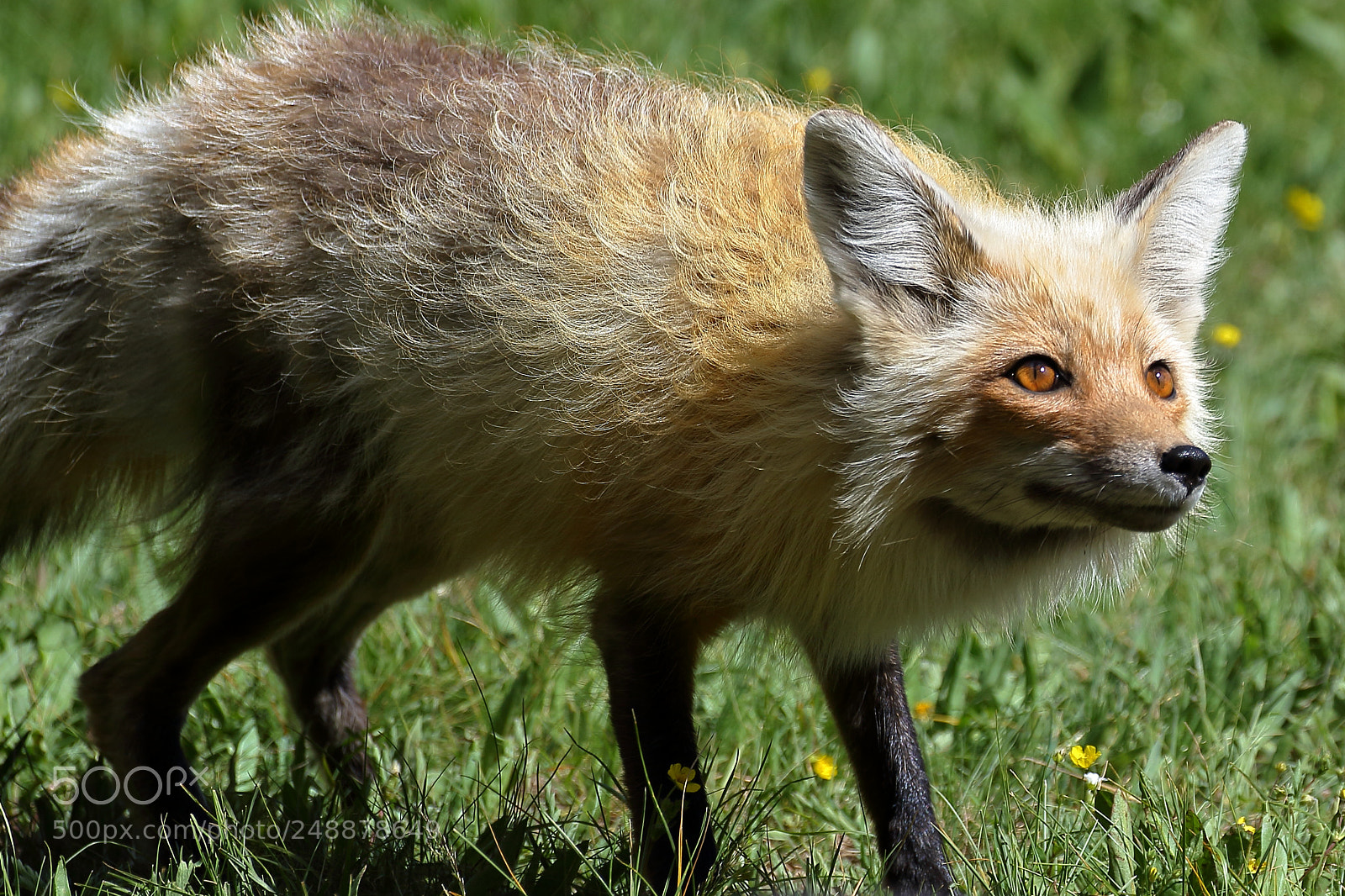 Canon EOS 7D Mark II sample photo. Red fox- yellowstone photography