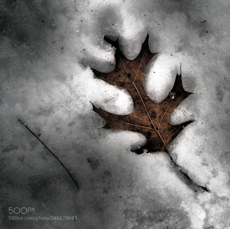 Olympus OM-D E-M1 Mark II sample photo. Leaf in snow photography