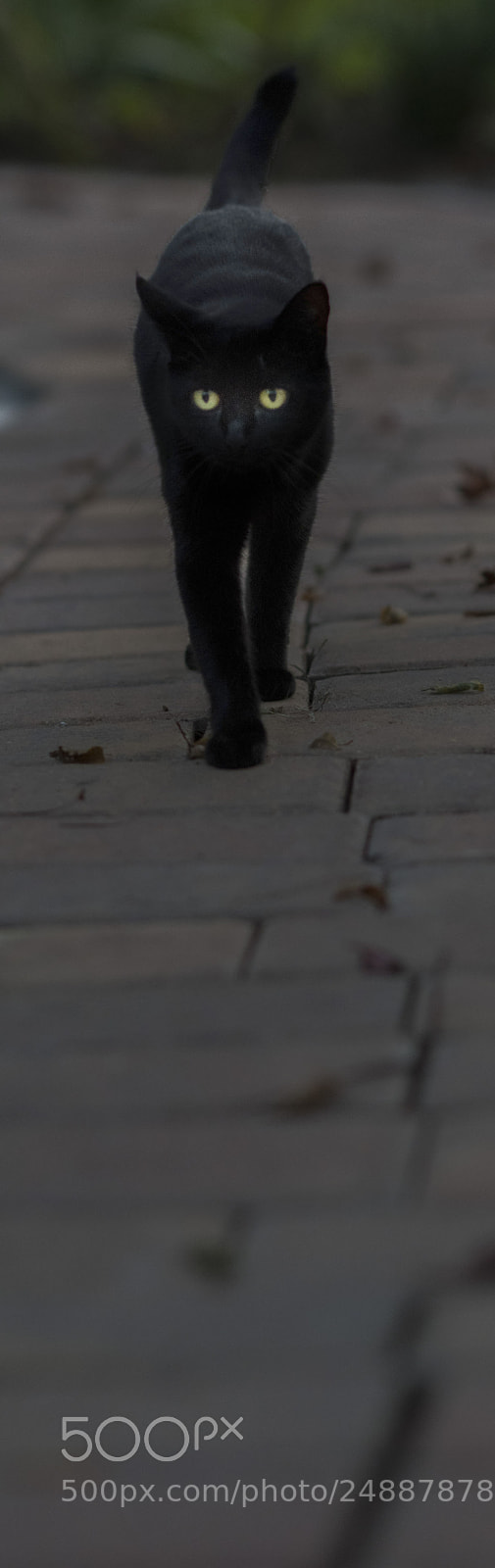 Nikon D850 sample photo. Blackcat photography