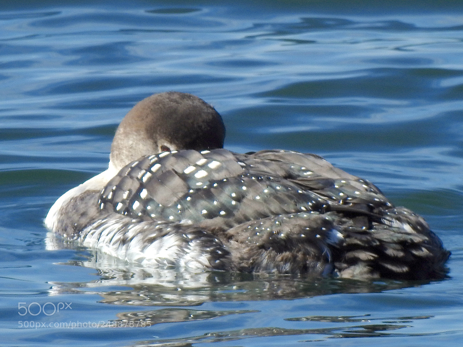 Nikon Coolpix P900 sample photo. Common loon photography