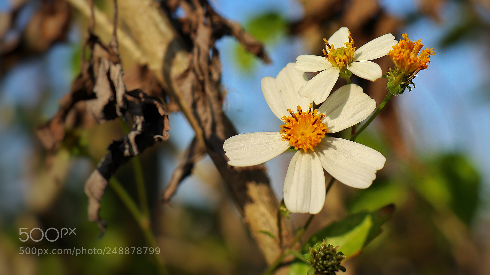 Canon EOS M5 sample photo. Untitled photography