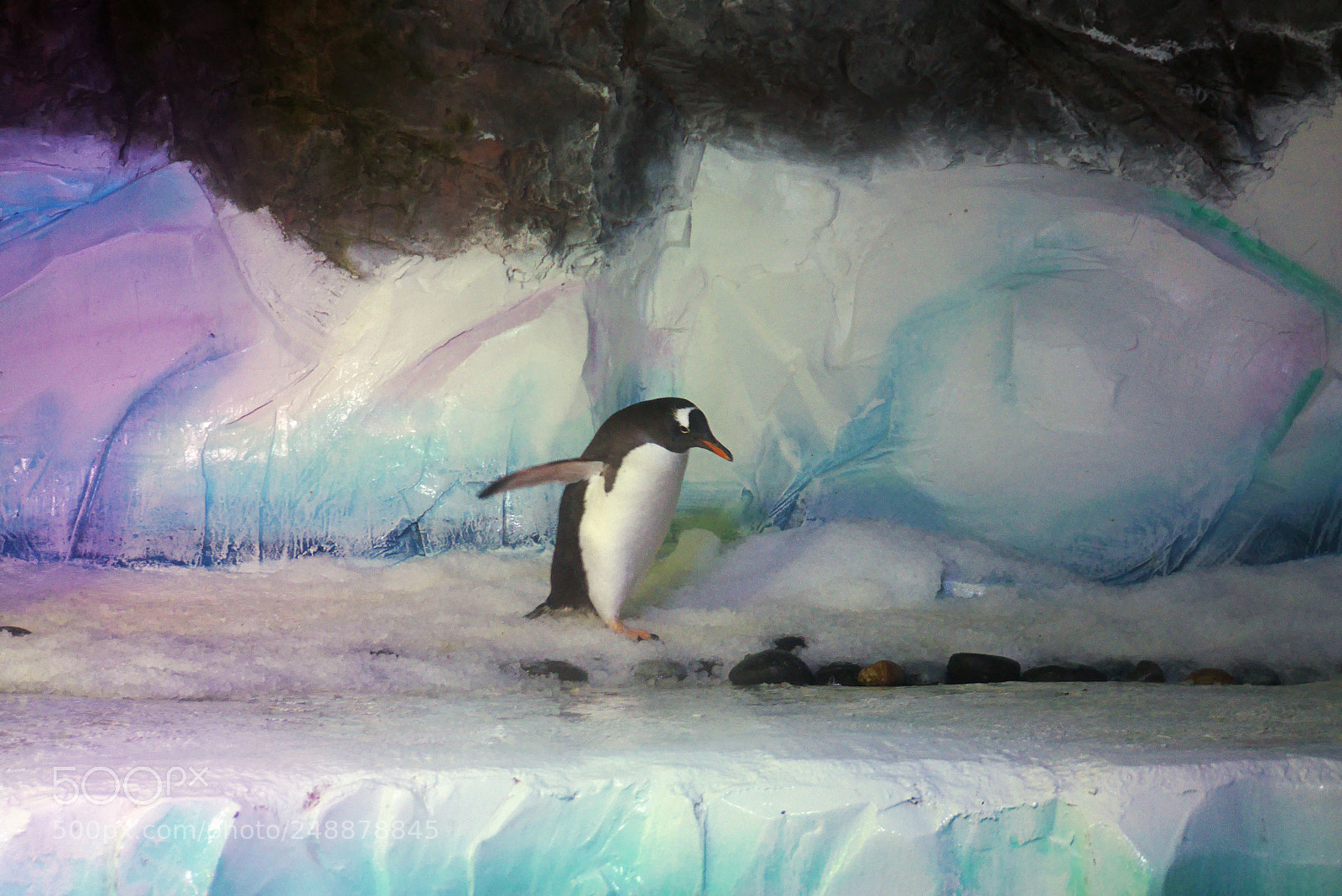 Panasonic Lumix DMC-GX7 sample photo. M. penguin photography
