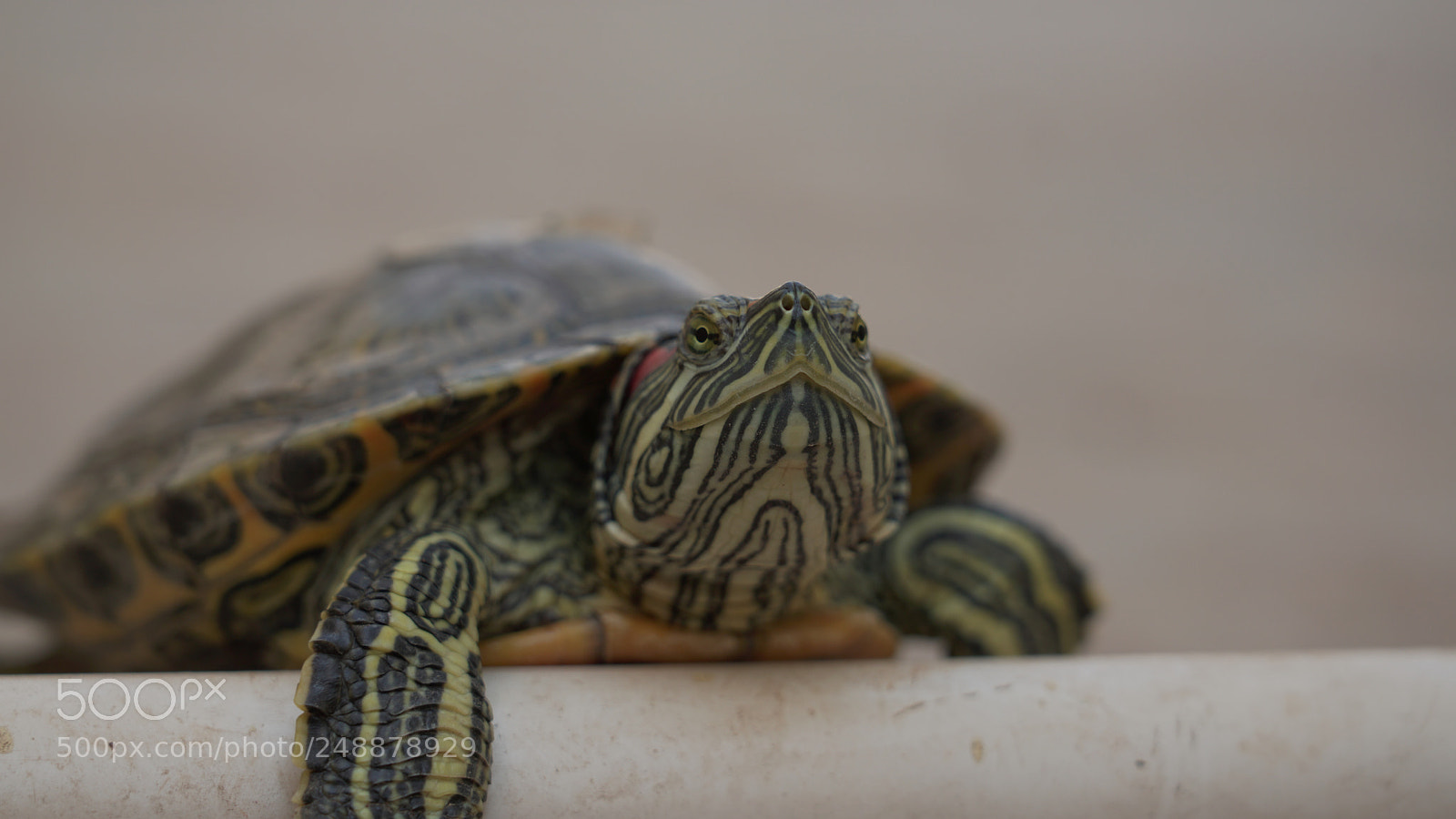 Sony a7R II sample photo. Tort photography