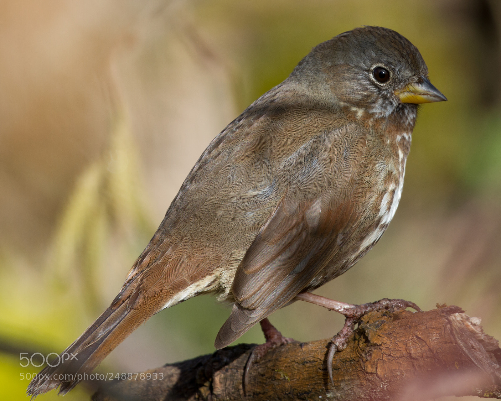 Canon EOS 7D sample photo. Fox sparrow photography