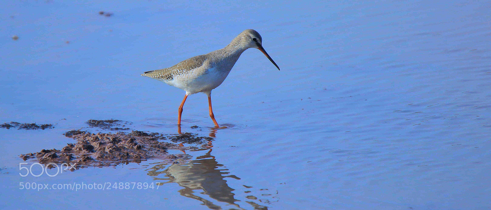 Canon EOS 7D Mark II sample photo. Spotted redshank photography