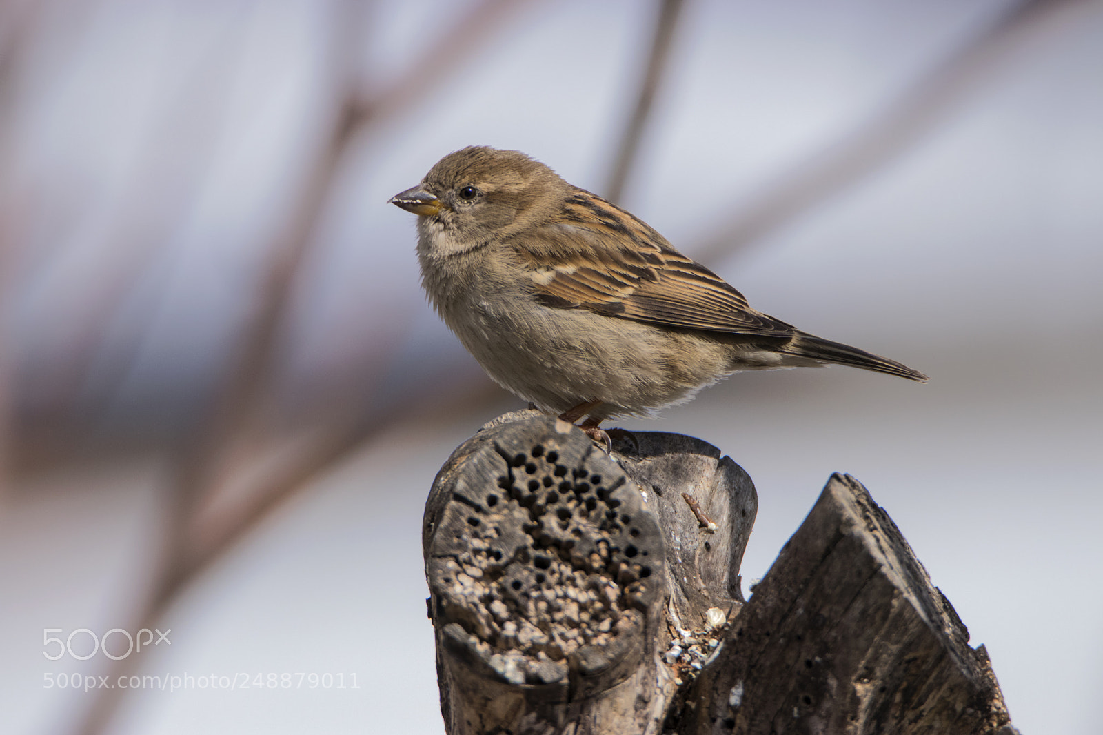 Canon EOS 80D sample photo. Sparrow in the yard photography