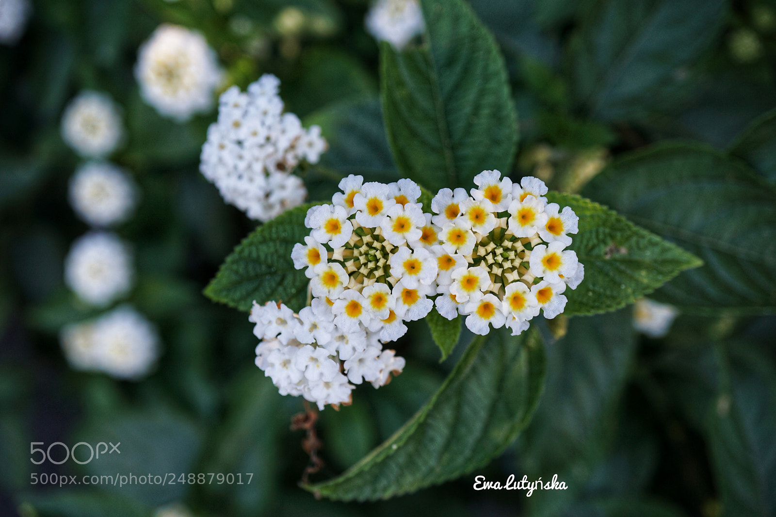 Sony a6000 sample photo. Vigorous, lantana 'lucky”  photography