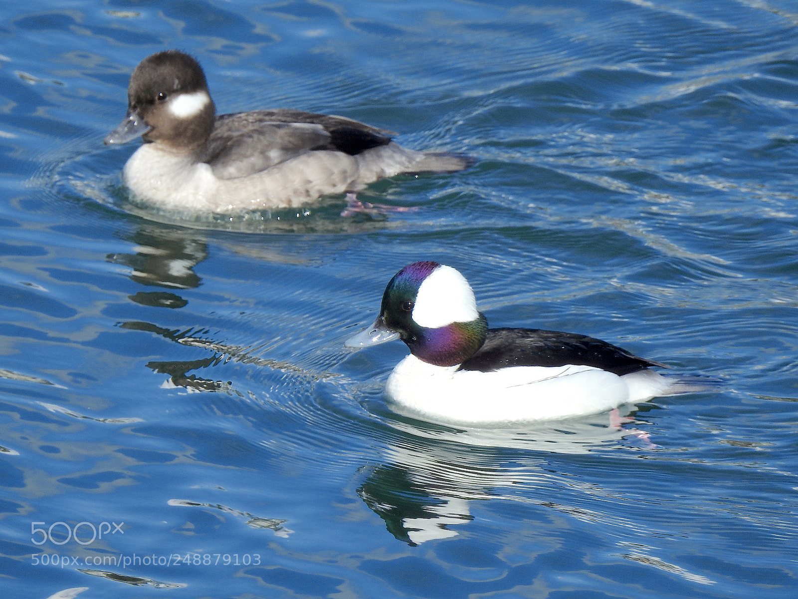 Nikon Coolpix P900 sample photo. Bufflehead photography