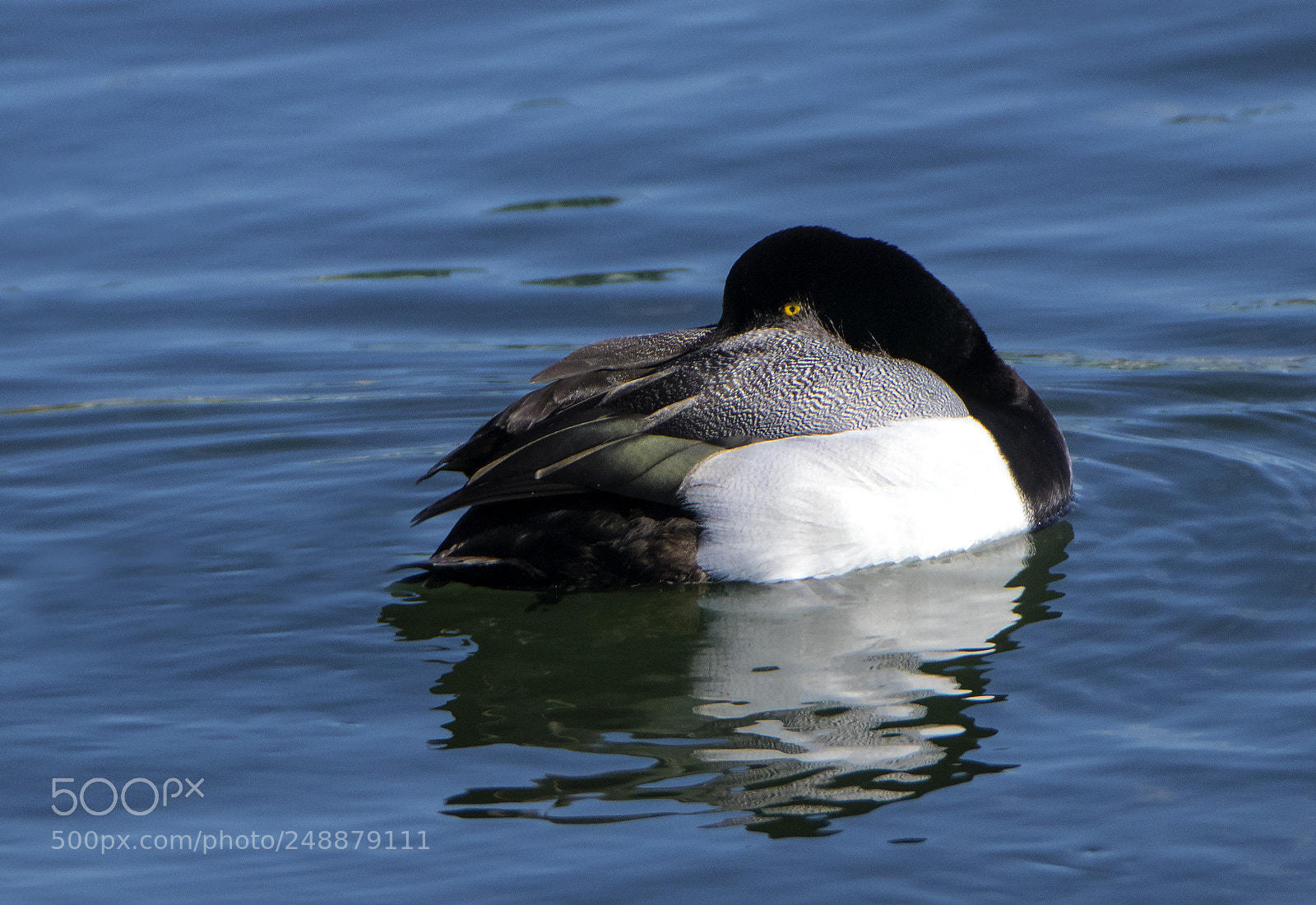 Canon EOS 80D sample photo. Greater scaup photography