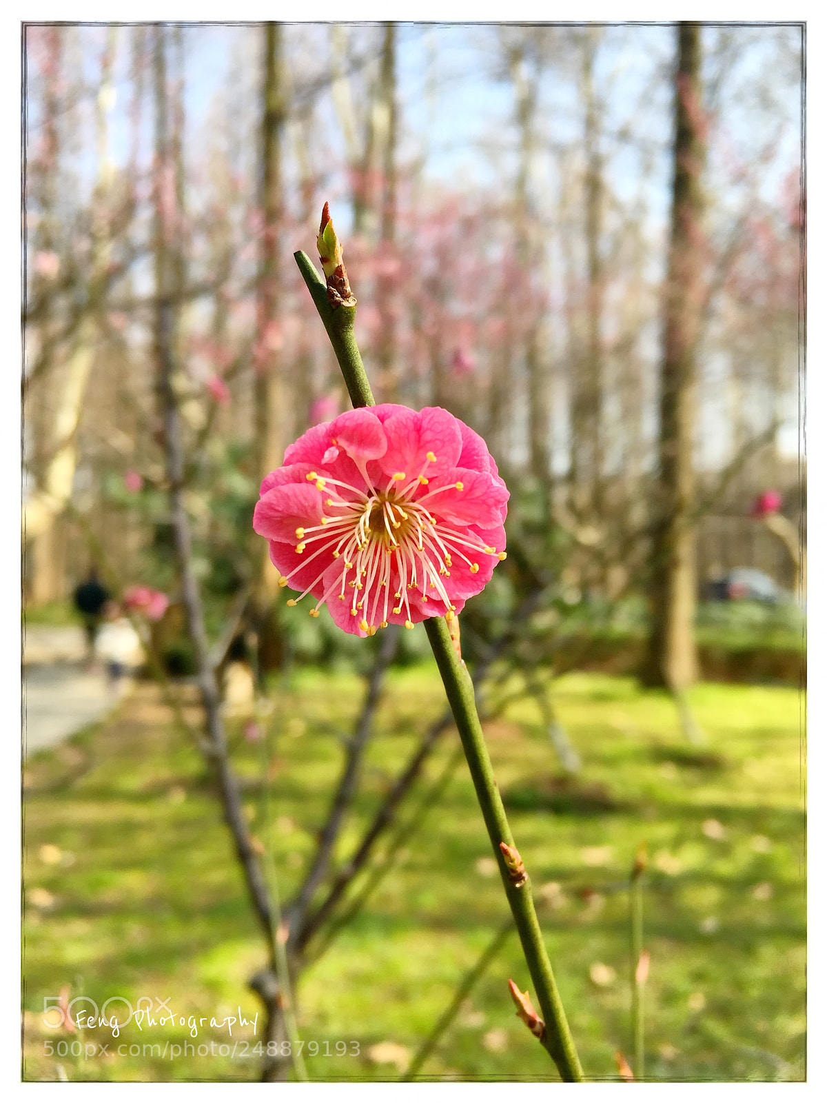 Apple iPhone SE sample photo. 花蕊 photography