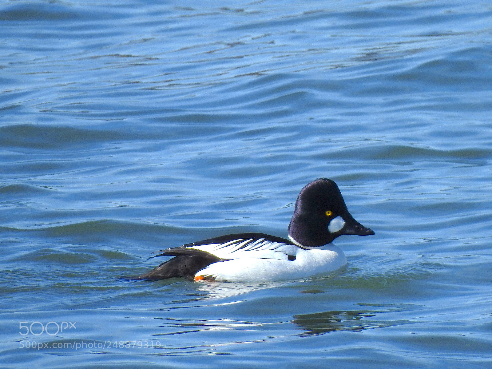 Nikon Coolpix P900 sample photo. Common goldeneyes photography