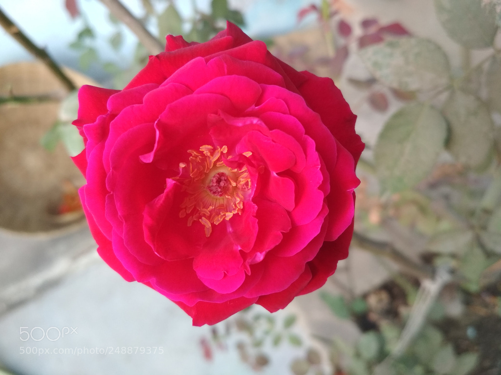 Xiaomi Redmi 4 Pro sample photo. Straight red photography