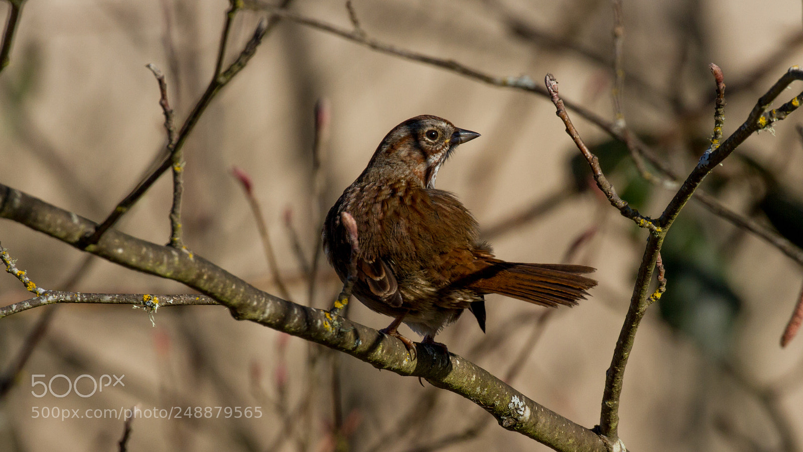 Canon EOS 7D sample photo. Song sparrow photography
