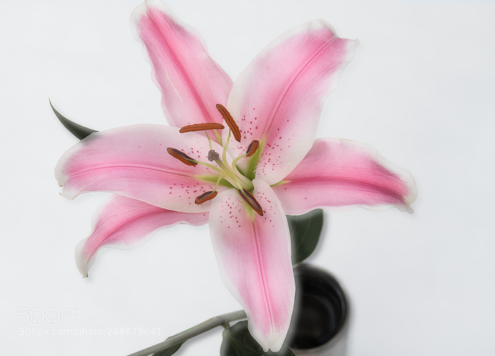 Nikon D850 sample photo. Stargazer photography
