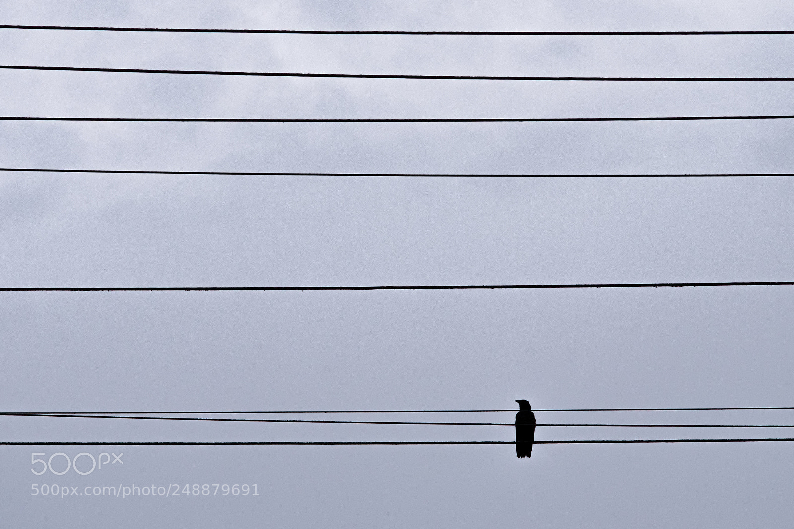 Nikon D3300 sample photo. Power cables photography