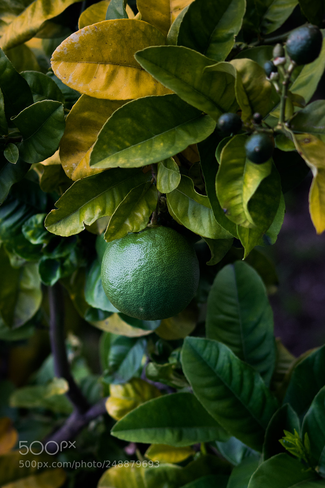 Nikon D3300 sample photo. Ponderosa lemon photography