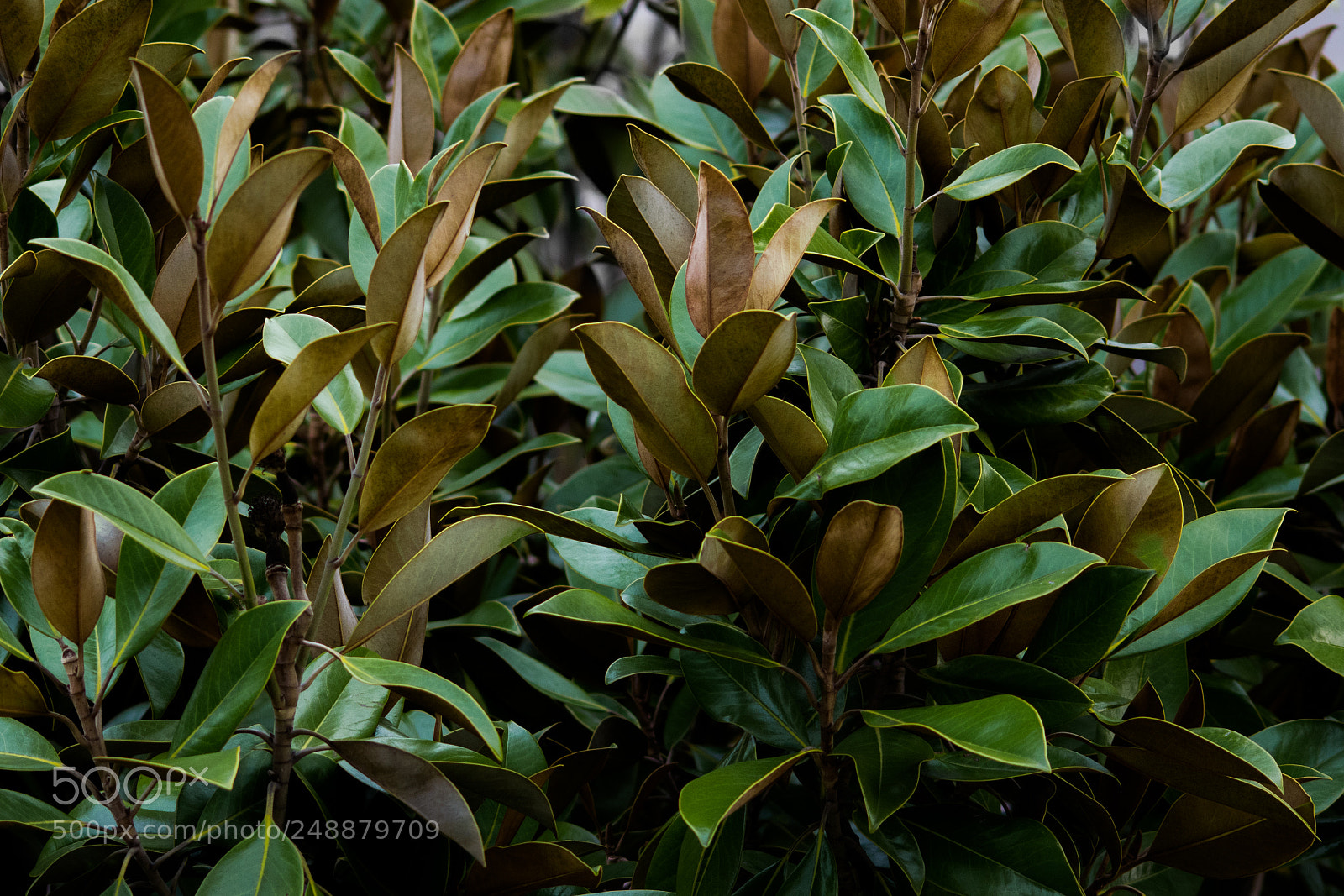 Nikon D3300 sample photo. Mottled canopy photography