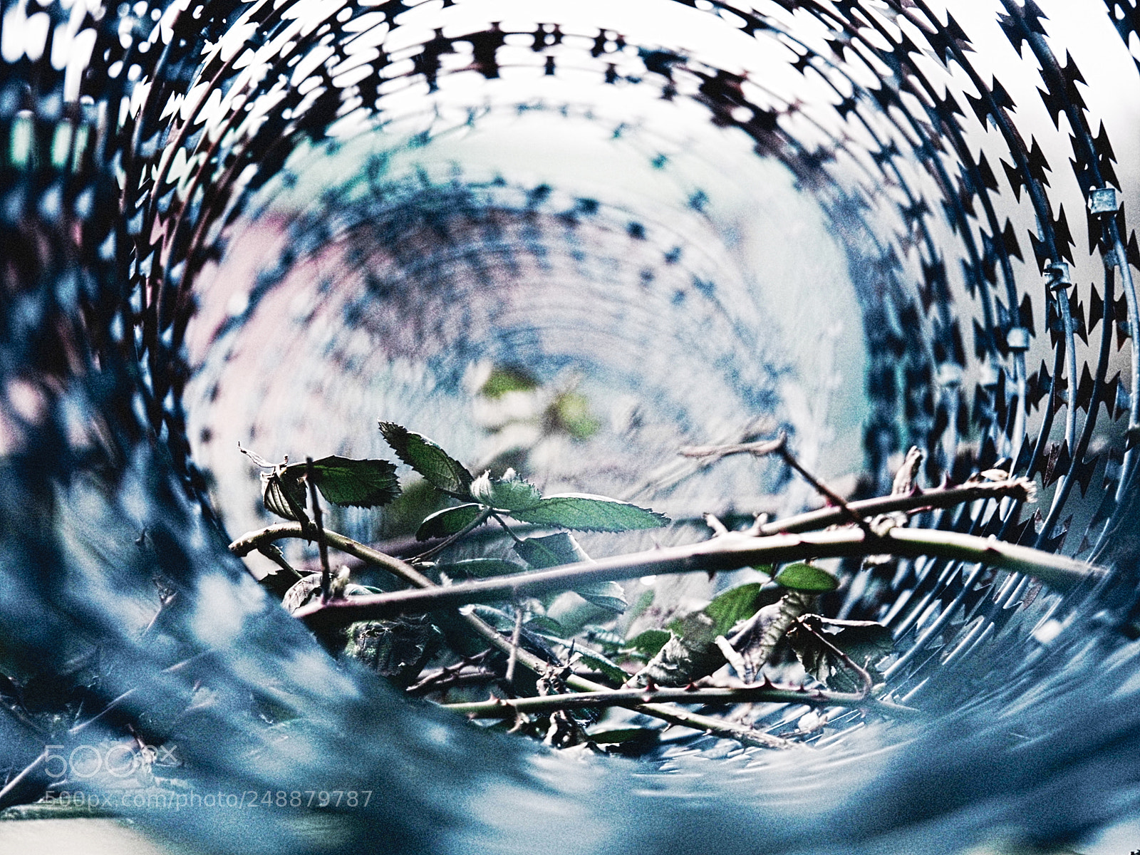 Olympus PEN-F sample photo. Spiny x2 photography