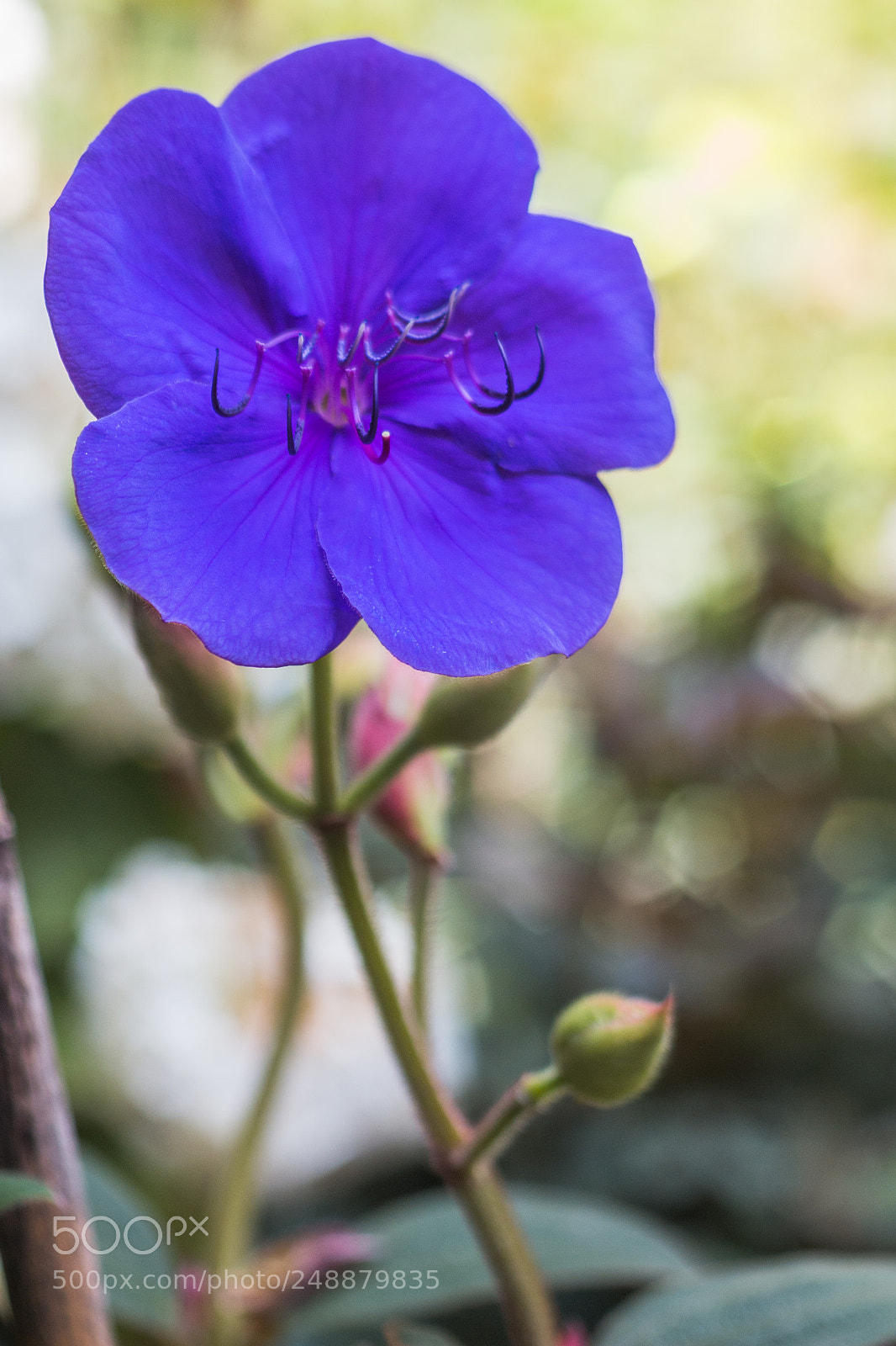 Canon EOS 700D (EOS Rebel T5i / EOS Kiss X7i) sample photo. Carita photography
