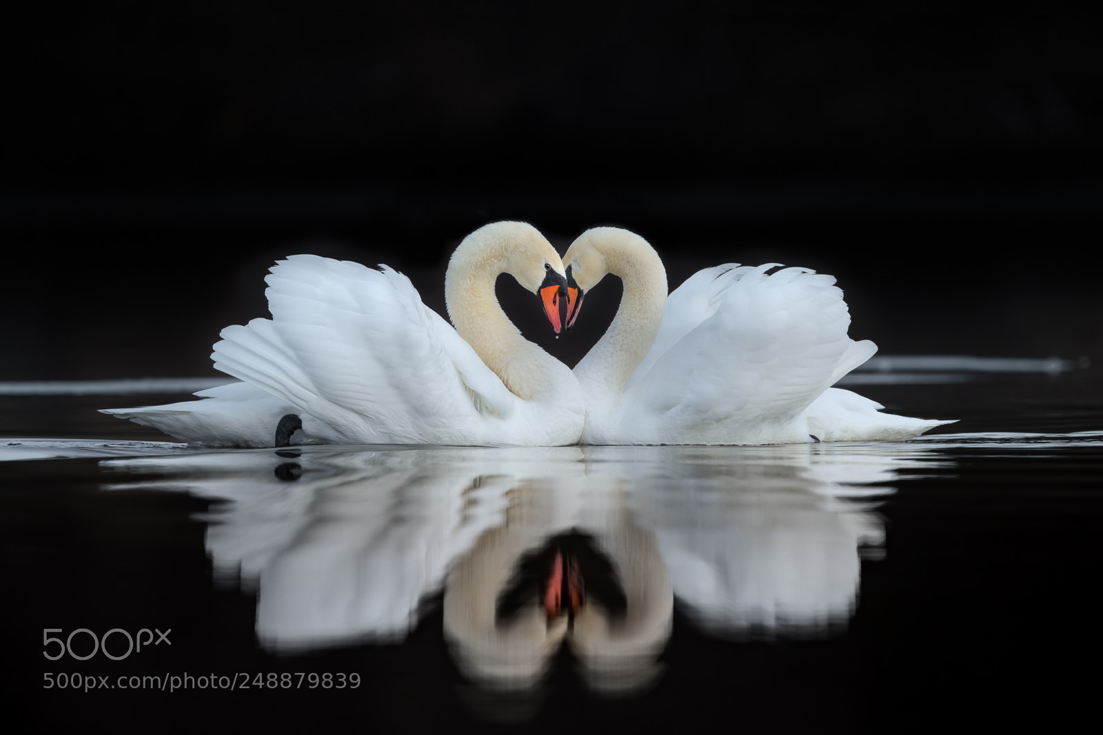 Nikon D850 sample photo. Falling in love photography